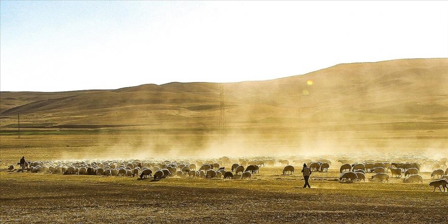 Küçükbaş hayvan yetiştiricileri çoban sorununa çözüm arıyor