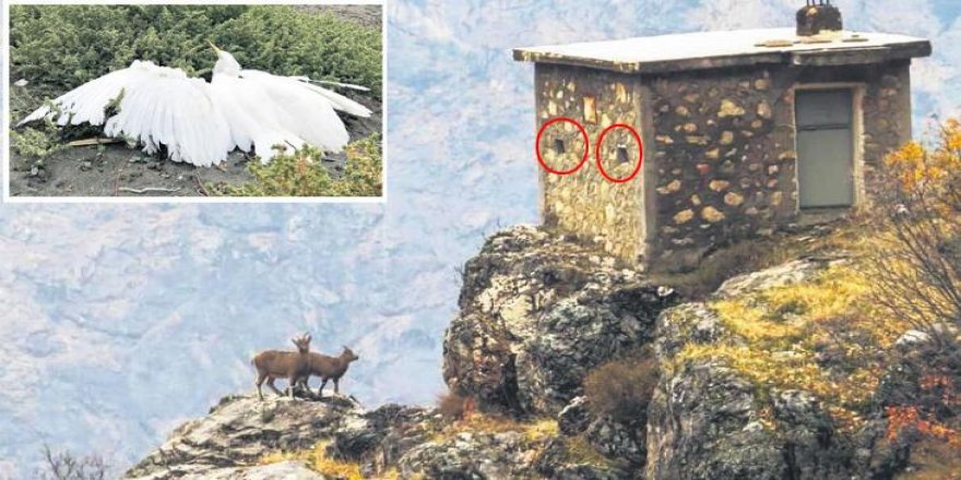 Hain av tuzağı! 'Bu en alçak şeklidir'