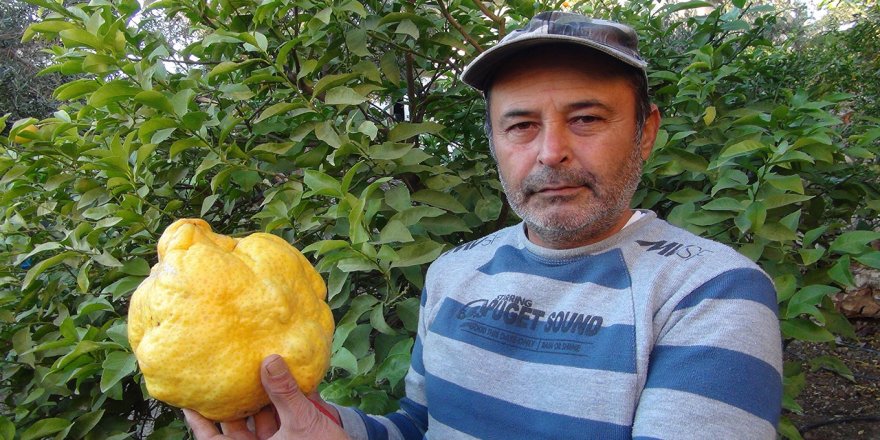 Mersin'de yetişen bu limon tam 2 kilo 40 gram, tanesi bin lira