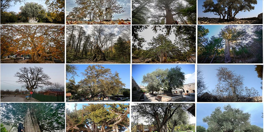 Türkiye'nin anıt ağaçları: Her biri binlerce yıllık