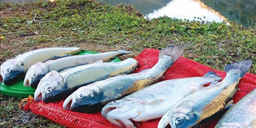 Denizi yok ama balık ihraç ediyor