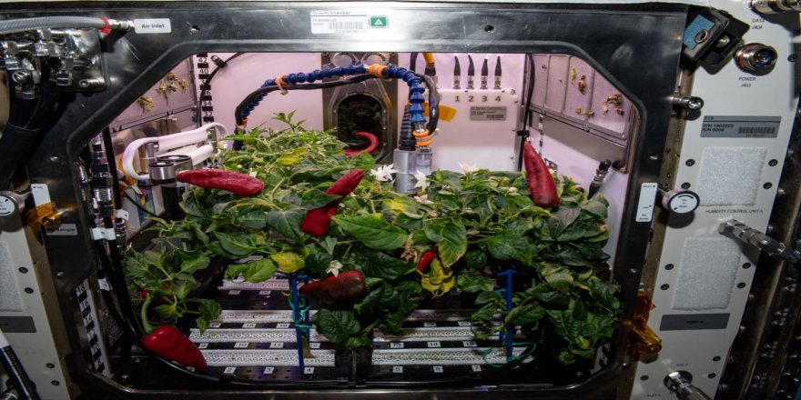 NASA biberlerle uzayda iki dünya rekoru kırdı