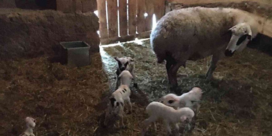 Baharın müjdecisi kuzu doğumları başladı