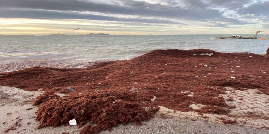 Caddebostan sahilini yine kırmızı yosunlar kapladı