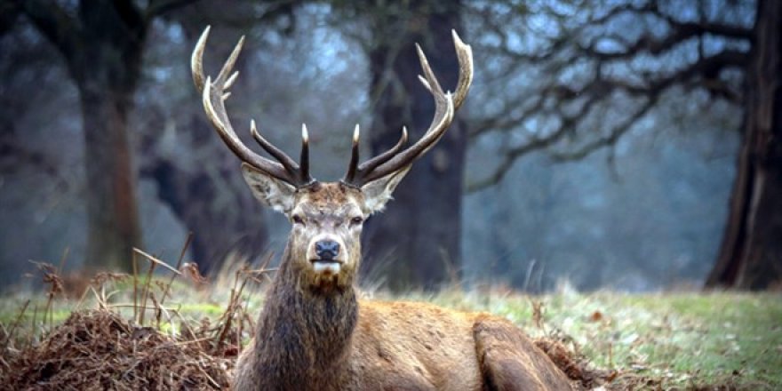 Kızıl geyik avına mahkemeden yine yürütmeyi durdurma