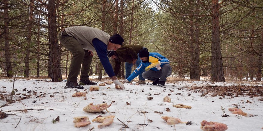 Sarıçam ormanlarındaki yaban hayvanları çetin kışta unutulmuyor