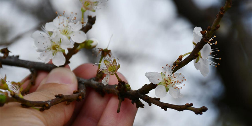 Manisa'da erik ağaçları aralık ayında çiçeklendi