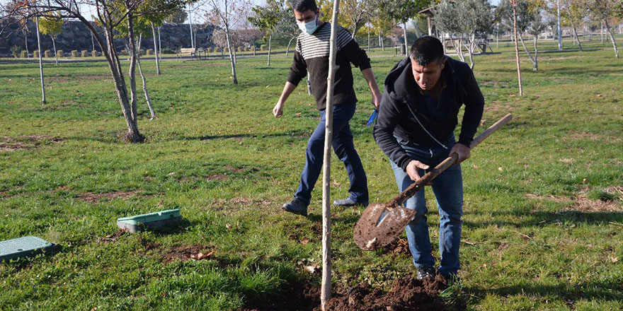 Parktaki ağacı kesti, 10 fidan dikme cezası verildi