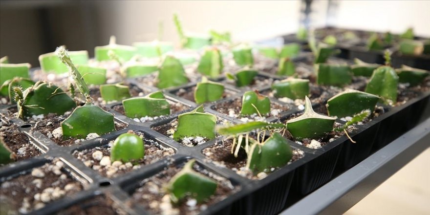 Ordu, tıbbi ve aromatik bitki yetiştiriciliğinde öne çıkacak
