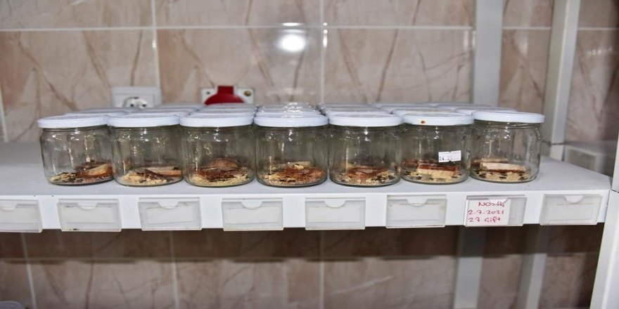 Ormanları korumak için yüz binlerce yırtıcı böcek yetiştiriliyor