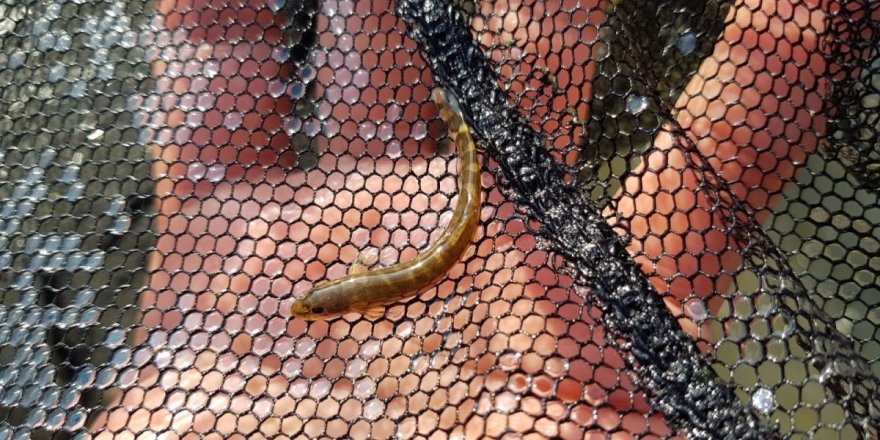 Yarım asırdır görülmeyen balık türü Batman’da ortaya çıktı