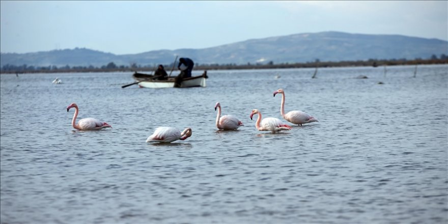 Rahmet yağdı Bafa Gölü bereketlendi