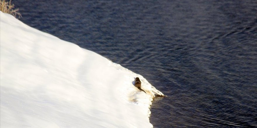 Sivas'taki barajda su samuru görüntülendi