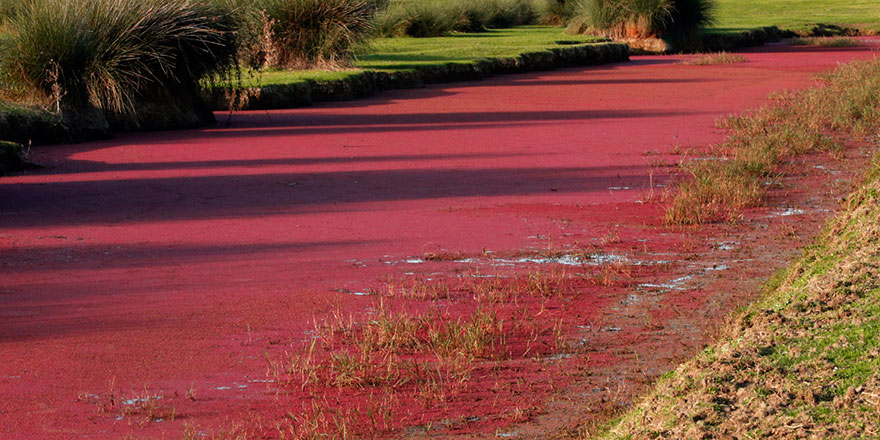 Üzeri eğrelti otuyla kaplanan Kızılırmak Deltası kızıla büründü