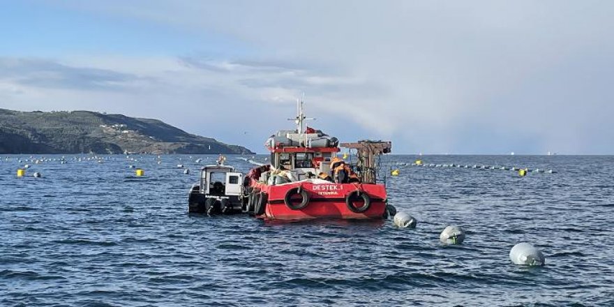 Midye çiftlikleri bir taşla iki kuş vuracak
