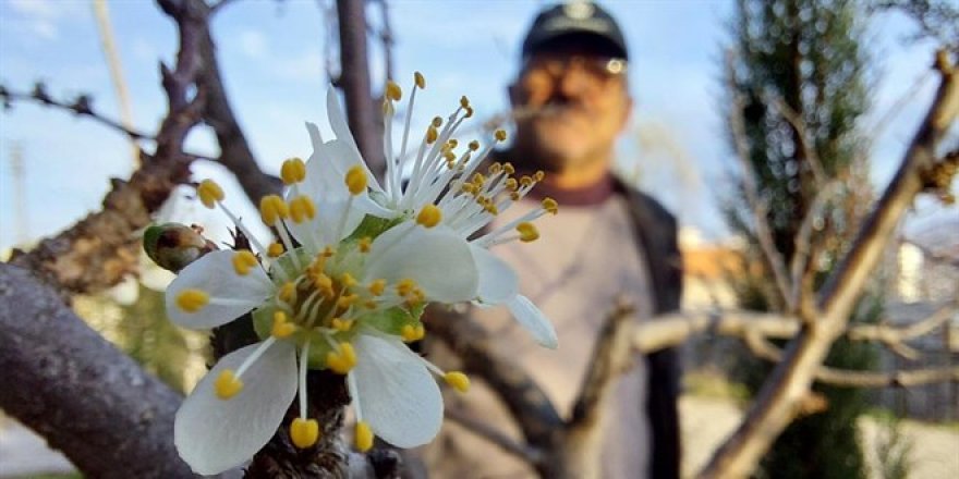 Samsun'da erik ağacı Aralık ayında çiçeklendi