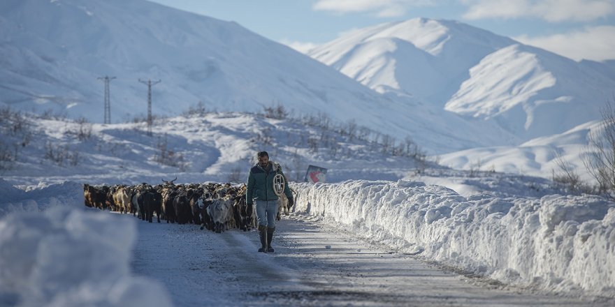 Beyaza bürünen Ovacık'ta köylüler hayvanlarını kar üstünde besliyor