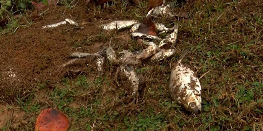 Amerika'da gökten balık yağdı!