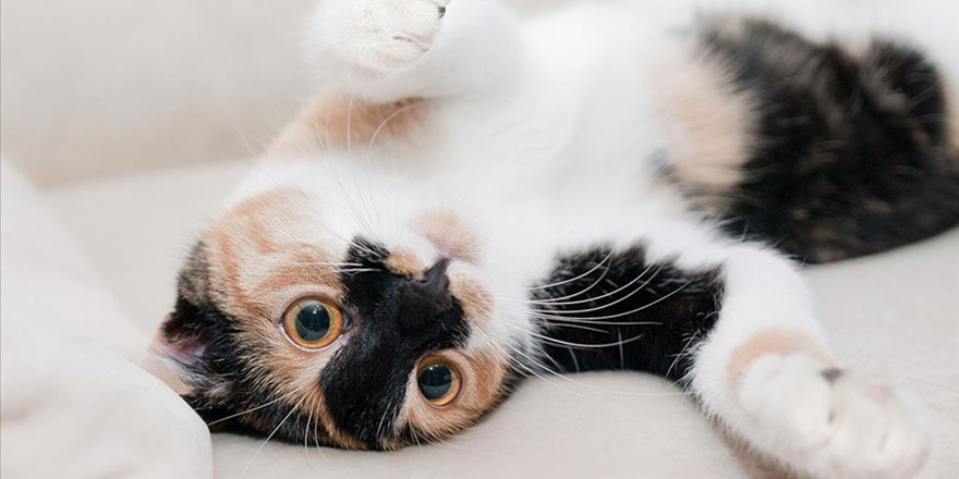 Yılbaşında atılan havai fişekler yüzünden 400'den fazla evcil hayvan öldü