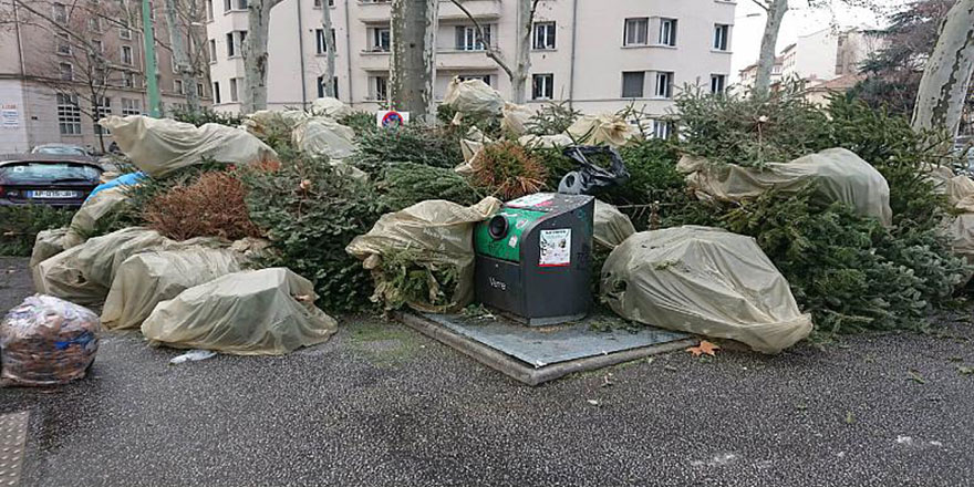 Noel için kesilen milyonlarca çam ağacı çöpe atıldı