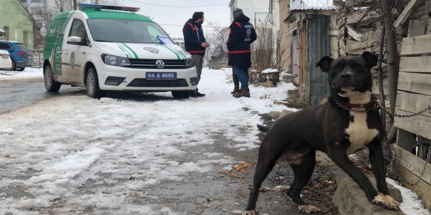 Sahibinin komutuyla 2 kişiyi yaralayan pitbull silah sayıldı
