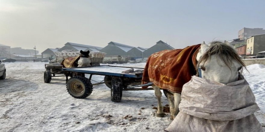 Ağrı eksi 30 dereceyi gördü, atlar battaniyeye sarıldı