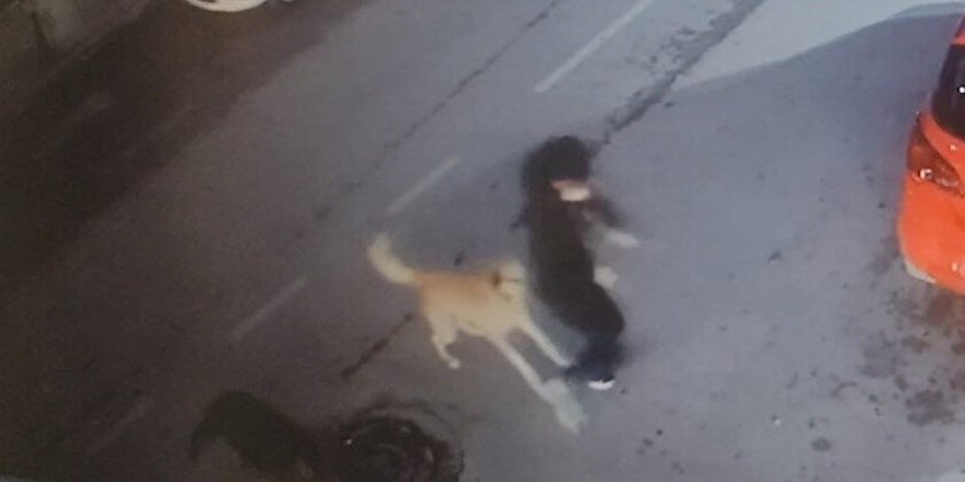 Ankara'da sokak köpekleri öğrenciye saldırdı