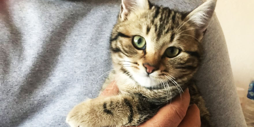 Ahirzaman kedisi: Belgesel seyrediyor, ekrandaki tilkilere saldırıyor