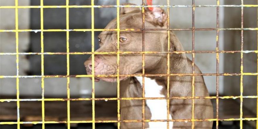 Sahipsiz köpeklerle ilgili "ihbar yağıyor"