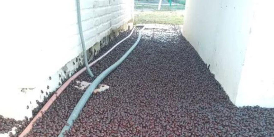 Arjantin'de gergedan böceği istilası! Kanalizasyonlar tıkandı!