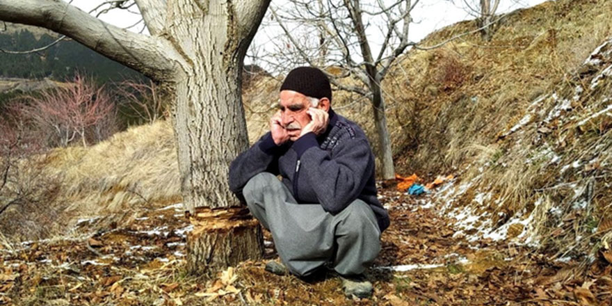 Vicdansızlar, 35 yıllık emekle büyüyen 100 ceviz ağacını kestiler