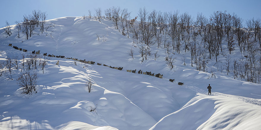 Kar kalınlığının 1,5 metreyi bulduğu Ovacık'ta besicilerin zorlu mesaisi