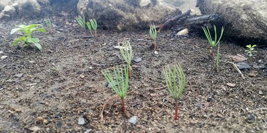 Antalya’da, yanan alanlara atılan tohumlar yeşerdi