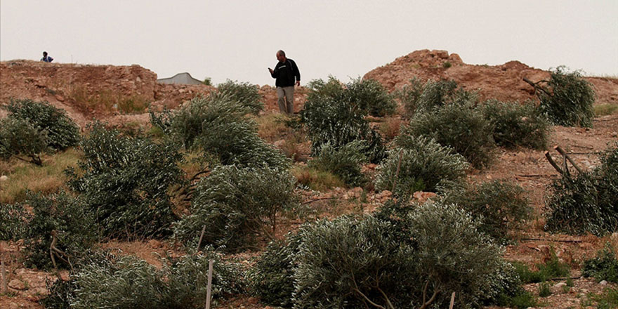 Yahudi yerleşimciler Filistinlilere ait onlarca zeytin ağacını söktü