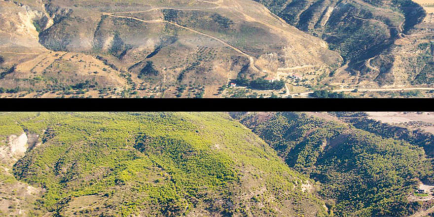 Yanan ormanlık alan 14 yılda yeşillendi