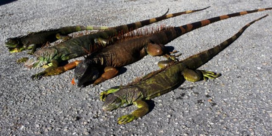 ABD'de "ağaçlardan iguana düşebilir" uyarısı