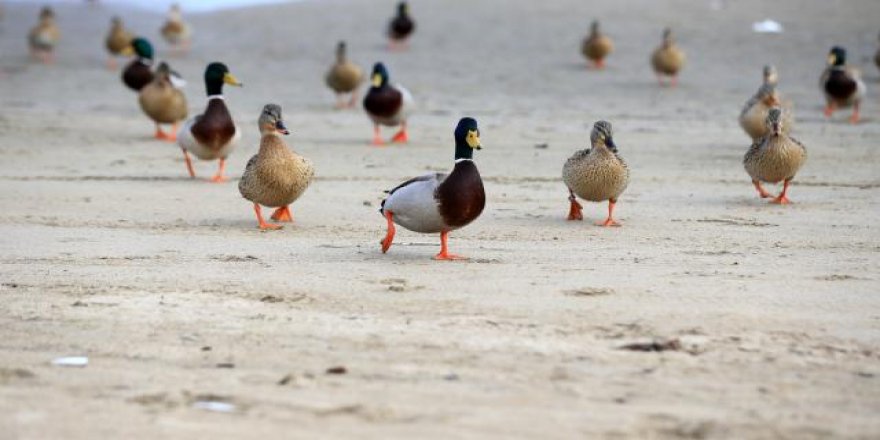 İğneada longozları sayısız biyolojik çeşitliliği barındırıyor