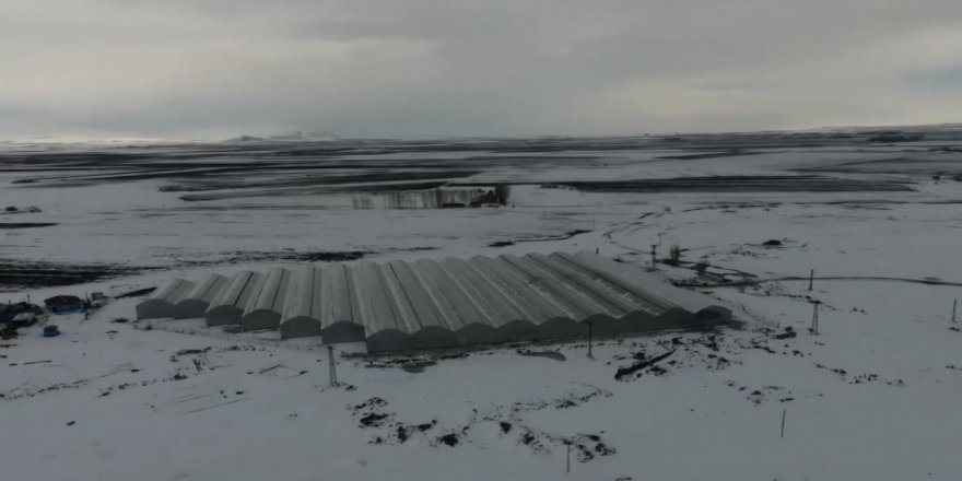 Erzurum'da eksi 30 derecede domates üretilecek