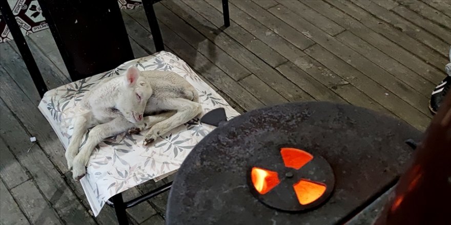 Erken doğan kuzu 'Umut'u iş yerinde biberonla besliyor