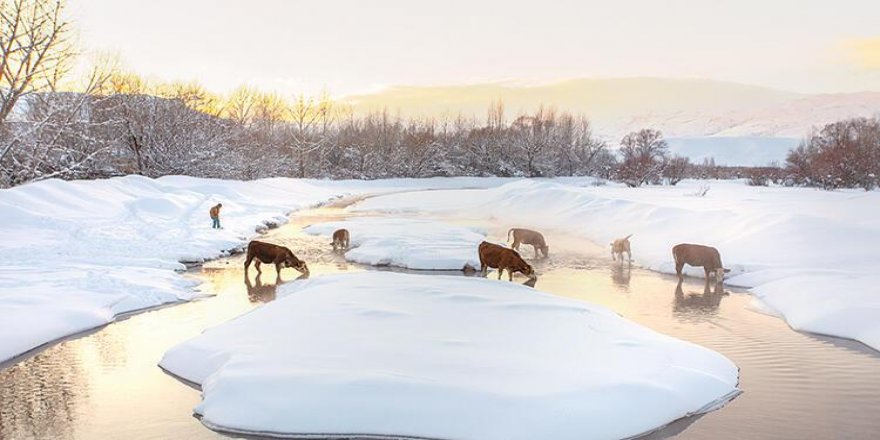 En güzel Erzincan: 300 fotoğrafçı 6 gün kışı fotoğrafladı
