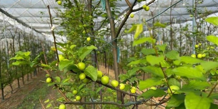 Kilogramı 800-1000 liradan satışa sunuldu! Erikte ilk hasat gerçekleşti