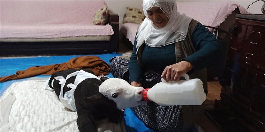 Anne şefkati: Görme engelli buzağıya bebek gibi bakıyor