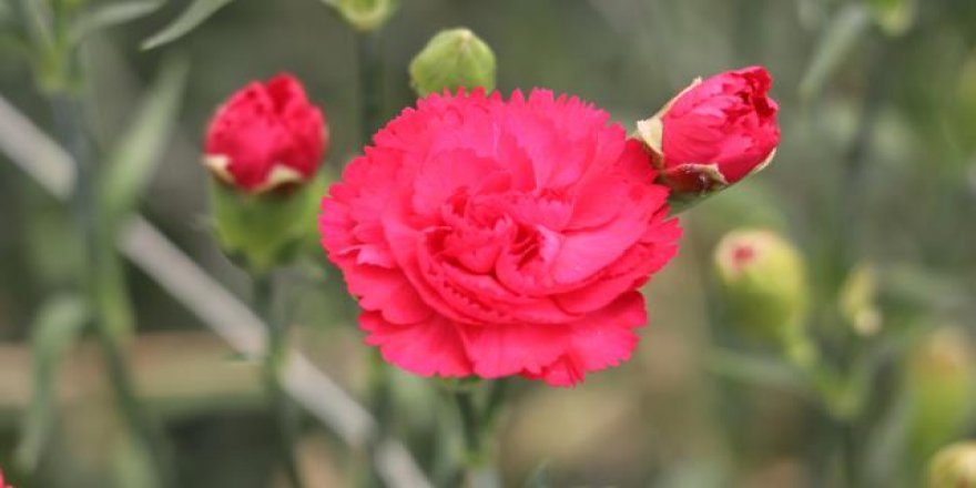 Geçen yılın en çok üretilen kesme çiçeği karanfil