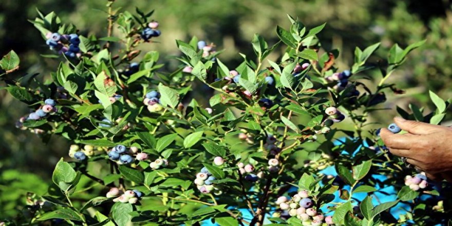 Ondokuz Mayıs Üniversitesi, maviyemişi ülke ekonomisine kazandırdı
