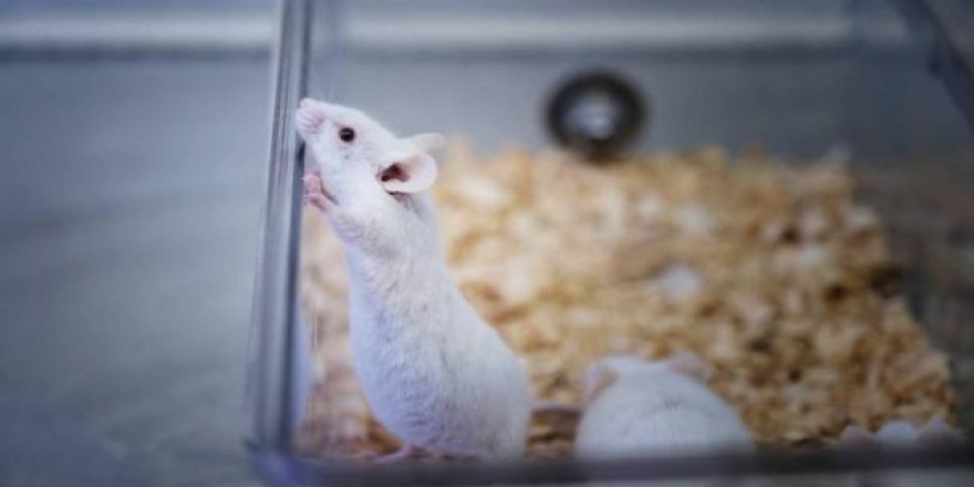 İsviçre'de referandum: Hayvanların denek olarak kullanılmasına onay