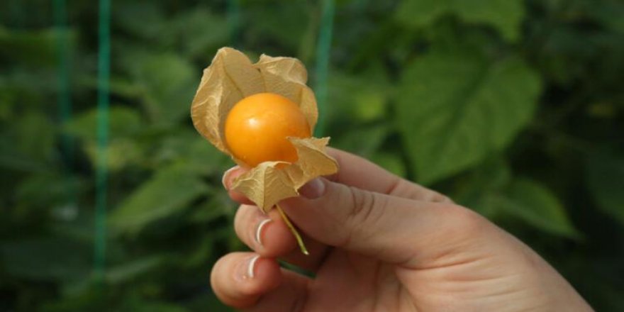 Altın çilek cep yakıyor! Kilosu 400 TL