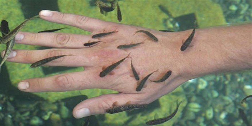 Sivas'ın doktor balıkları projesi başlıyor