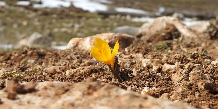 O da zamlanmış: Bu çiçeği koparmanın cezası 109 bin 593 TL