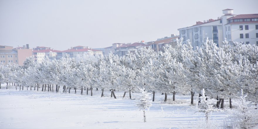 Kars'ta ağaç ve bitkiler kırağıyla beyaza büründü