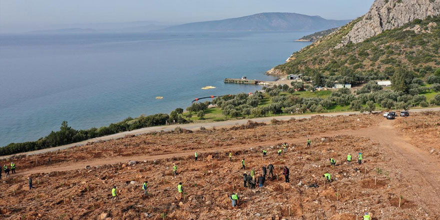 Yanan orman alanlarına otel, villa yapılmadan 'altın damlayan ağaç' dikildi